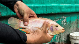 In Cuba, raising fish in plant-filtered ponds to tackle food shortage