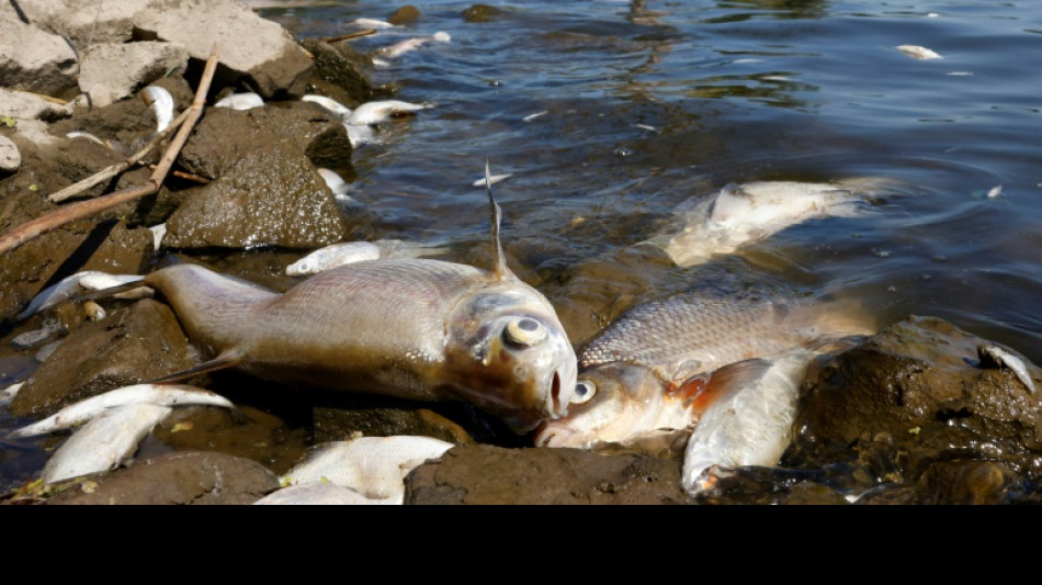 Weitere Entwarnung in Mecklenburg-Vorpommern wegen Auswirkungen von Fischsterben