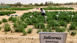 Desert-grown superfood puts 'healthy' burgers on UAE menus