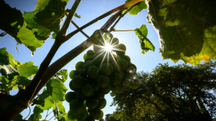 Face au réchauffement climatique, des vignerons de l'Aude changent de cépage pour sauver le vin