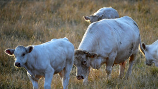 Accord UE-Mercosur: espoirs et craintes des agriculteurs en Europe et en Amérique du Sud