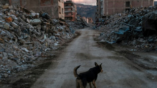 Pet-lovers protest demolition of Turkey quake building