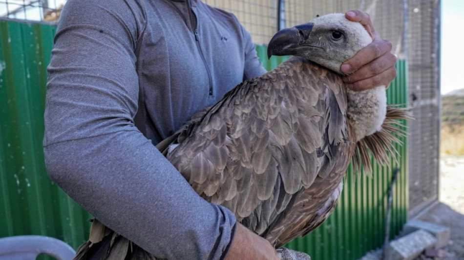 Des vautours rares, nettoyeurs de la nature, de retour à Chypre