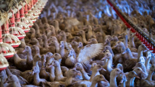 Crise aviaire: les fermiers élèvent des canes, moins rentables pour le foie gras