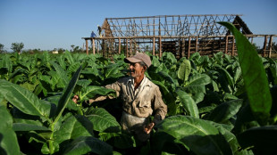 Cuba: le secteur du tabac panse ses plaies après les dévastations de Ian