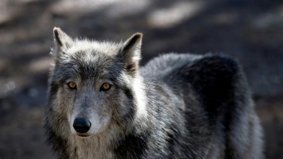 906 loups en France? Un chiffre "clairement sous-évalué", dénoncent des organisations agricoles