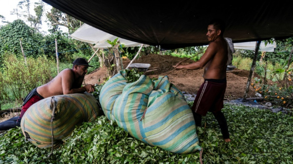 En Colombie, la surprenante crise de la coca