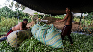 En Colombie, la surprenante crise de la coca