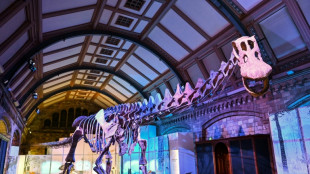 Le "Titan de Patagonie", dinosaure géant exposé à Londres