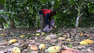 Côte d'Ivoire: peur sur la récolte de cacao après de trop fortes pluies