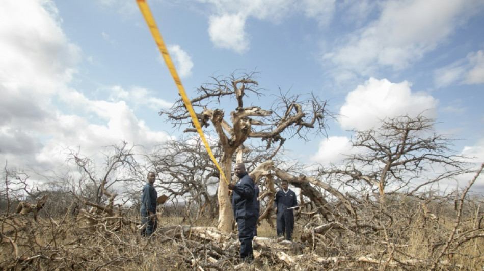 Dans sa quête d'une croissance plus verte, le Kenya mise sur les crédits carbone 