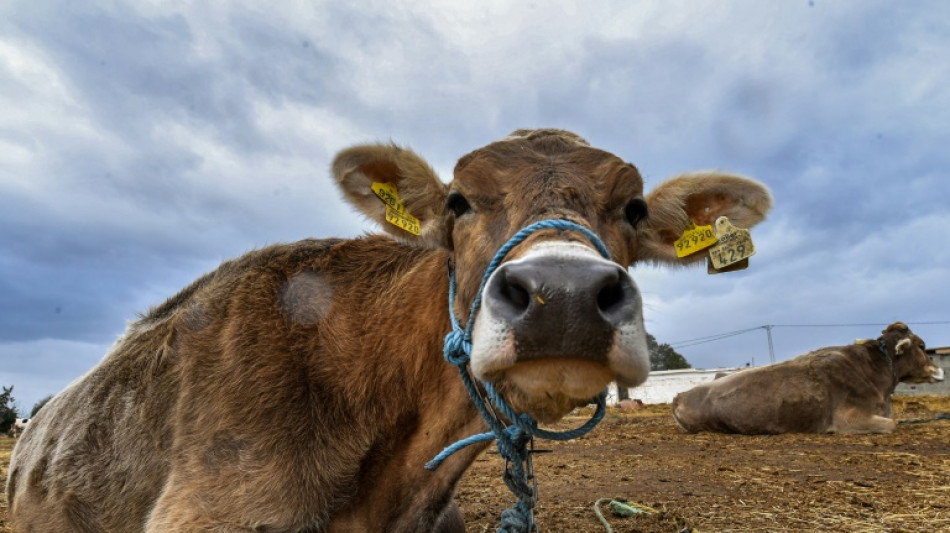 Tunisie: la pénurie de lait, symptôme d'une filière "en lent effondrement"