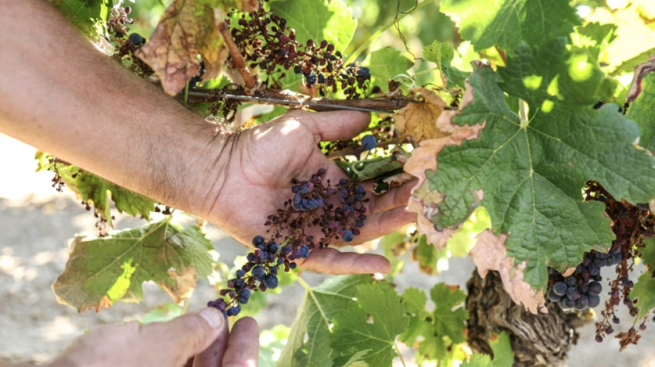 Dans le vignoble de Gaillac, des récoltes amputées par le mildiou