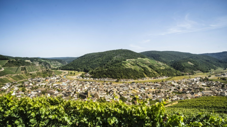 Weinbauern befürchten Ernteausfälle wegen frostiger Nächte