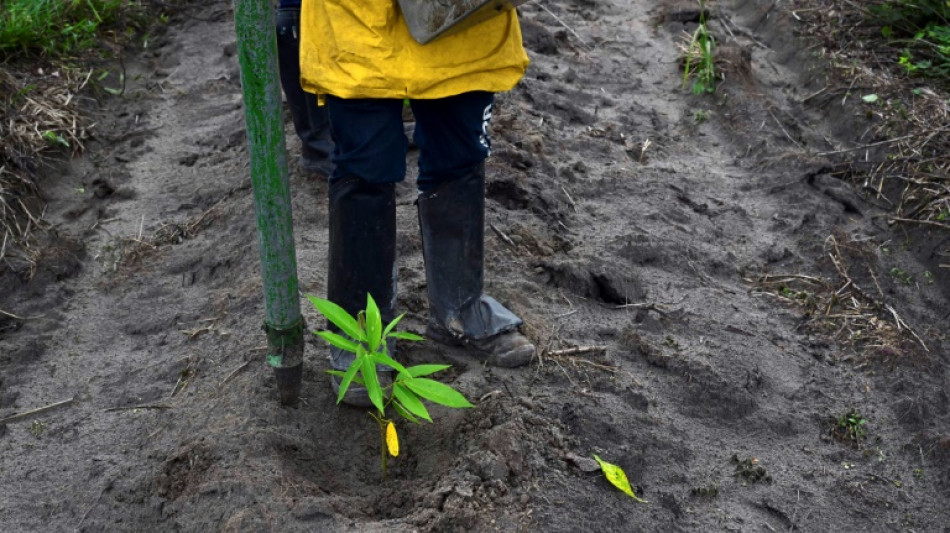 In Brazil, an Amazon reforestation project seeks to redeem carbon markets