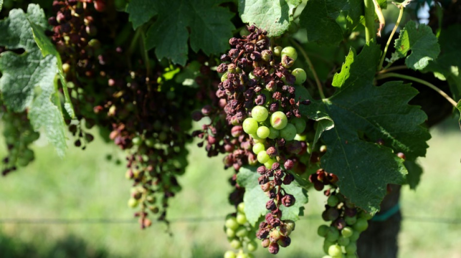 Gironde: début des vendanges 2023 dans le Bordelais, en plein "désarroi"