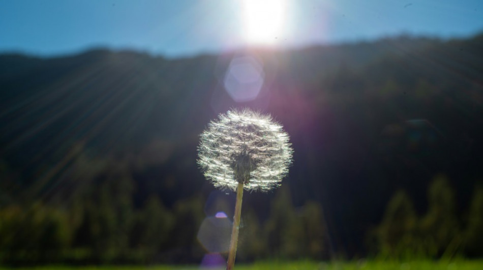 C'est la saison des pollens, les laboratoires s'activent face aux allergies