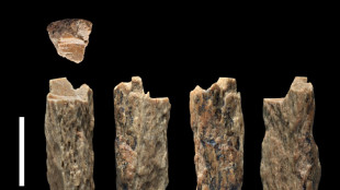 The mysterious Denisovans