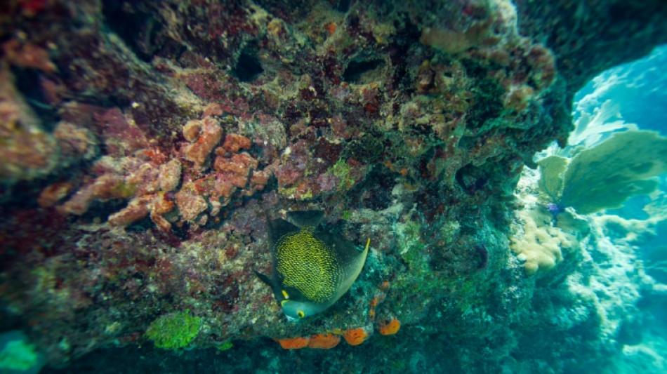 Florida coral reef still struggling after 2023 heat wave