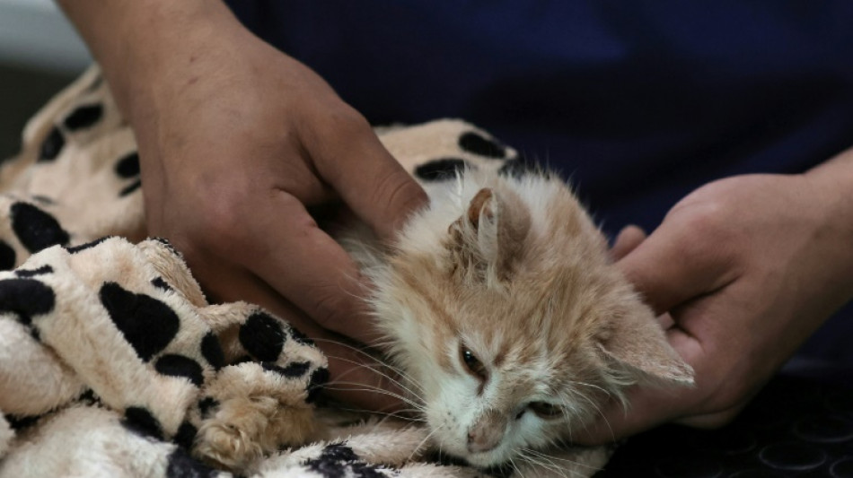 Cyprus cats to get Covid meds