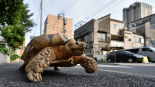 Schildkröte überquert in Frankfurt am Main Autobahn