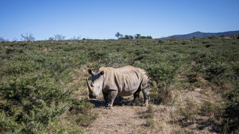 Una ONG compra el mayor criadero mundial de rinocerontes en Sudáfrica