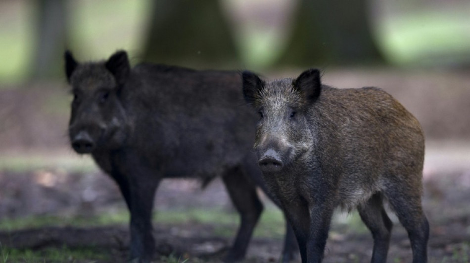  Trotz geringerer Zahl von Jagden mehr Wildschweine erlegt 