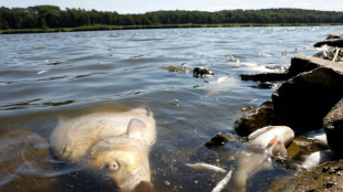 "Peces muertos por todos lados" en un río entre Alemania y Polonia