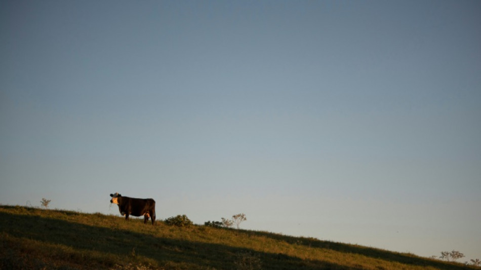 Deuxième cas humain de grippe aviaire lié à une épidémie chez les vaches aux Etats-Unis