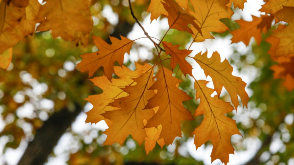 Besonders klimaresiliente Roteiche ist Baum des Jahres 2025