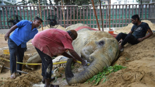 Críticas a un zoológico de Pakistán tras la muerte de una elefanta 