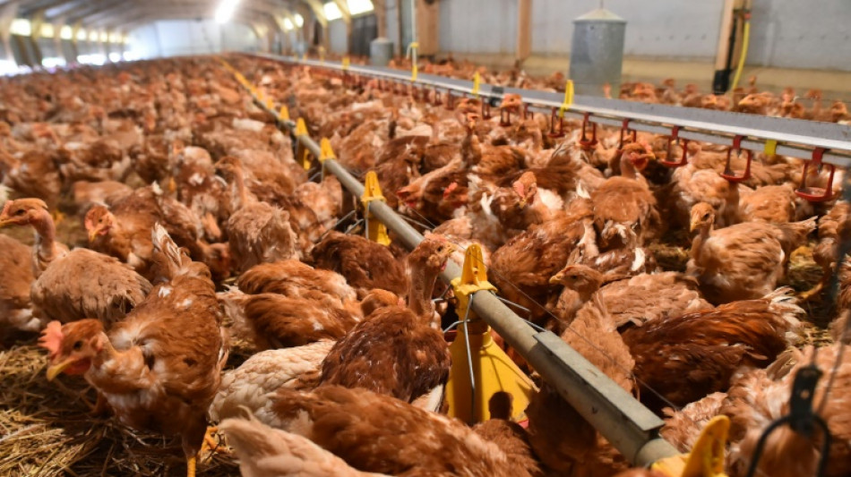 Grippe aviaire: des millions d'animaux à abattre dans le Grand Ouest