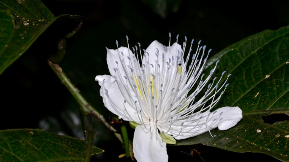  Más de 200 nuevas especies descubiertas en la región de Mekong, según WWF 