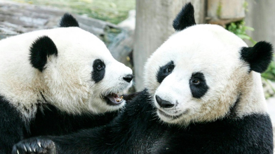 Una panda gigante cedida por China muere en Tailandia a los 21 años