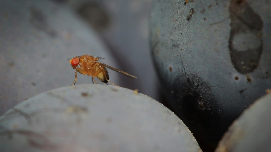 L'amour rend aveugle, comme peut en témoigner la mouche du vinaigre