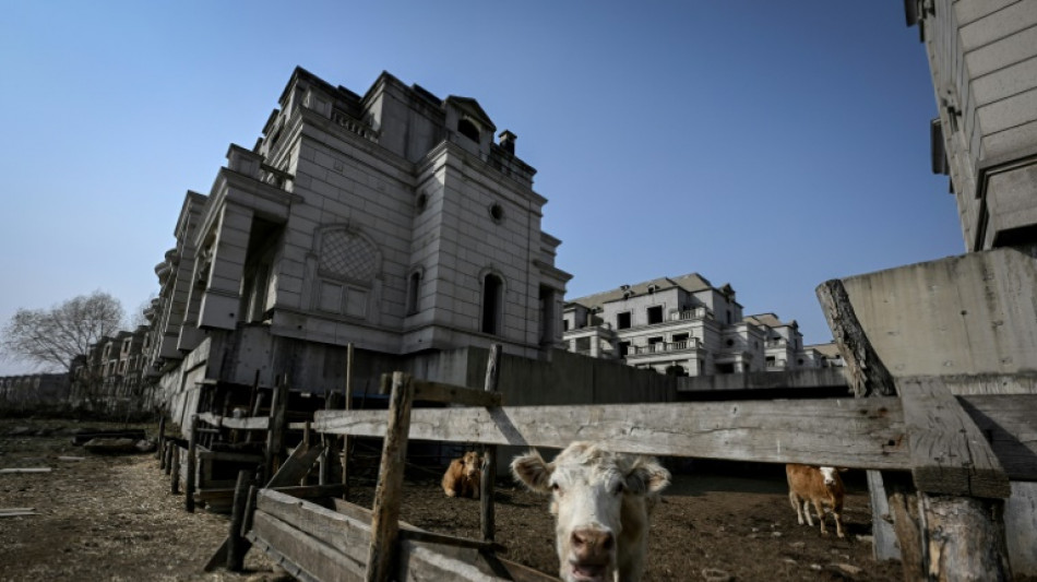 Chine: au milieu des villas de luxe inachevées, des vaches