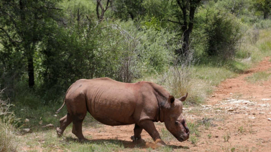  Se reanuda la caza furtiva de rinocerontes en Sudáfrica 