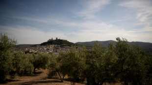 Drought spells 'catastrophe' for Spain's olive harvest