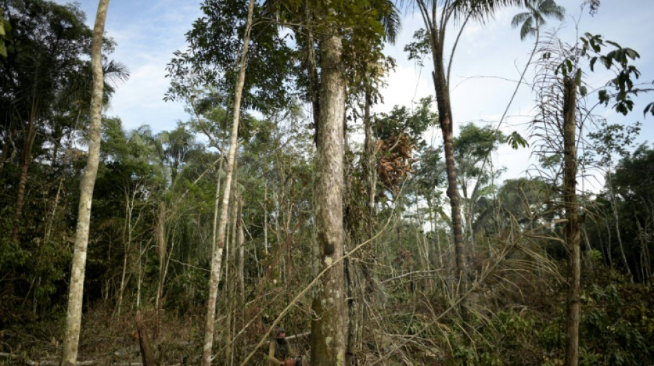 La deforestación en Colombia repunta en 2024 tras registrar mínimos históricos