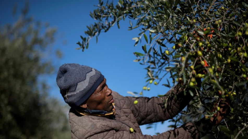 Huile d'olive haut de gamme: l'Afrique du Sud prend position