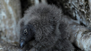 Chile preparing threatened condor chicks for release into wild