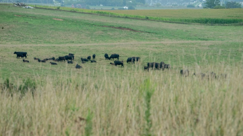 Les prix de la viande rouge s'envolent aux Etats-Unis, en manque de boeufs