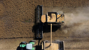 Soja argentina, el oro verde que reluce empujado por la guerra en Ucrania