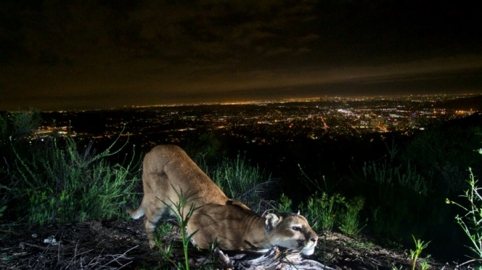 Los pumas de Los Ángeles amenazados por incendios forestales cada vez más frecuentes