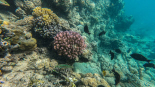 Marine heatwaves last longer in deeper water: study