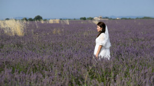 En Provence, malgré les sécheresses récurrentes, les champs de lavande attirent toujours les foules