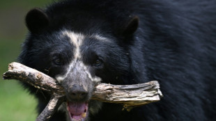 Colombie: l'ours à lunettes à la rescousse des producteurs de café, et vice-versa