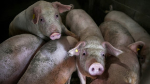 Royaume-Uni: un cas de grippe porcine détecté chez un humain