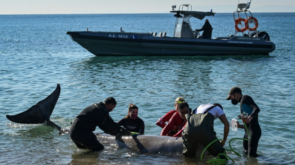  Ballena herida encontrada cerca de la costa de Atenas vuelve a aguas profundas 