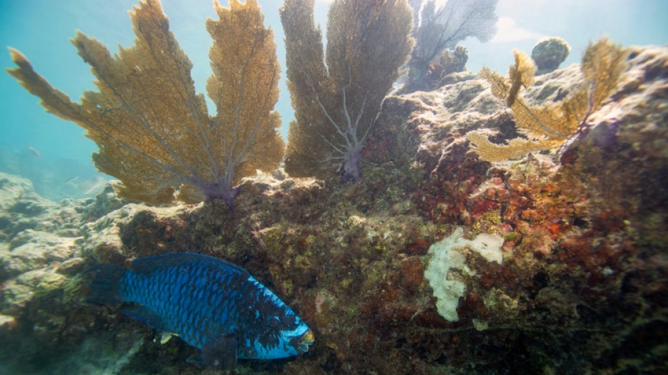 Florida ocean temperature topped 100F, setting potential record